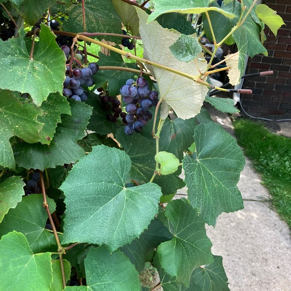 Meet your Posher, Eric - Picture 1 of 1